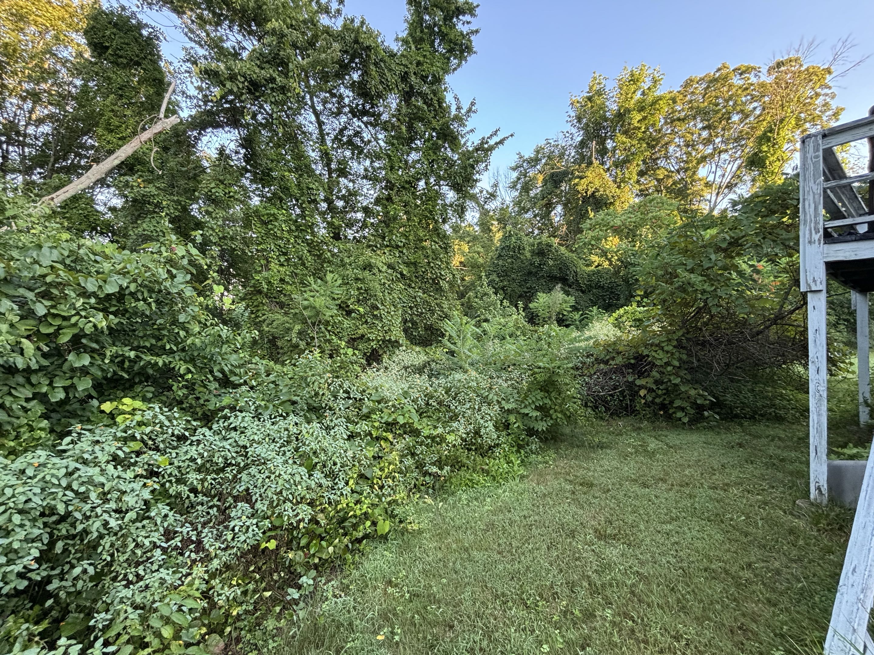 Before — mature shrubs with established root systems